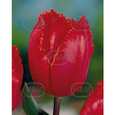 Hectarul - Bulbi de lalea Arma, 5 bulbi